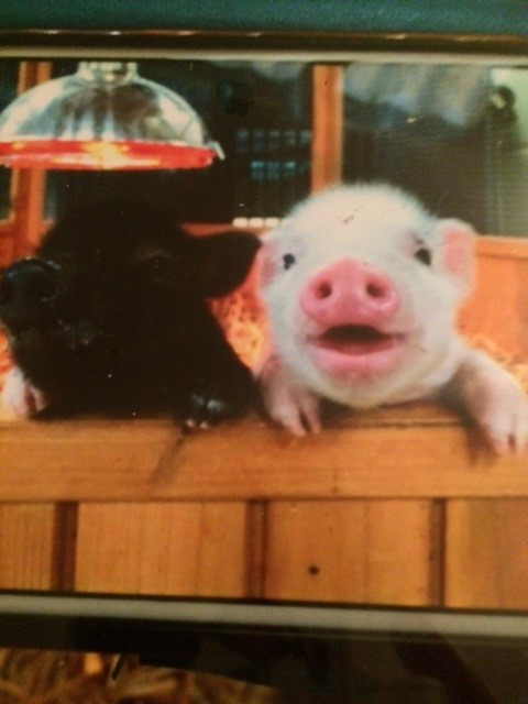 Gilbert the Piglet